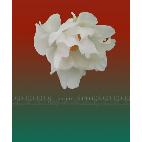 Nature’s Rhythm 1906